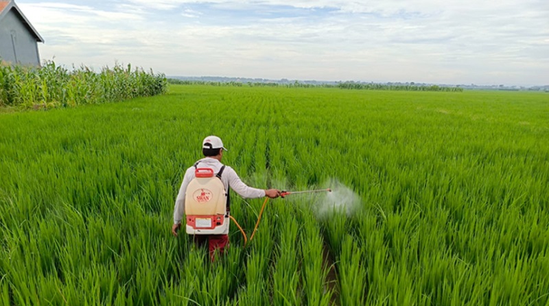 Di tengah hiruk pikuk Pilpres 2024, petani di Desa Bedinding, Kecamatan Sugio, Kabupaten Lamongan, tetap fokus bekerja di sawahnya. (Disway)