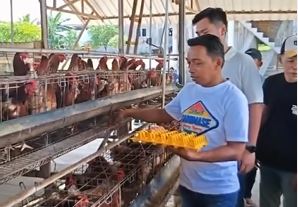 Mantap! Bupati Syaharuddin Bertekad Bawa Sidrap Menjadi Lumbung Telur Indonesia