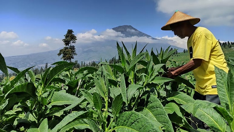 Temanggung: Paradoks Keadilan di Negeri Tembakau