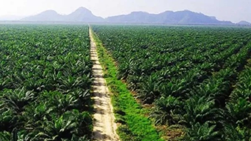 Komisi IV DPR Ingatkan Risiko Lingkungan Sawit Papua