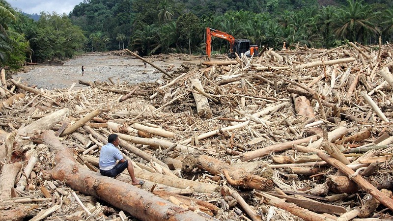 Foto gelodongan pohon terbawa arus banjir bandang - Repro -
