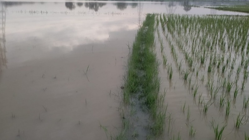 Persawahan yang teremd banjir akibat meluapnya sungai Cidurian/Repro