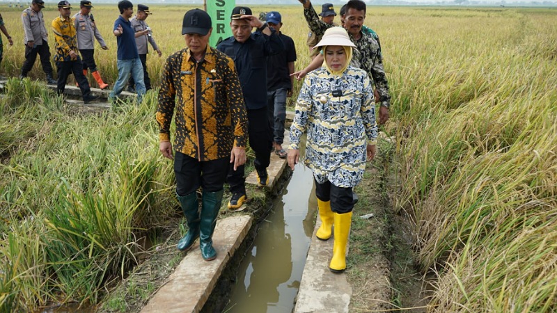 Bupati Serang Ratu Tatu Chasanah saat panen raya di Desa Laban, Kecamatan Tirtayasa, Kamis (16/3)/Ist