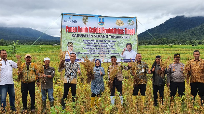 Bupati Serang Ratu Tatu Chasanah saat panen benih kedelai produktivitas tinggi. (Foto: Dok DKPP)