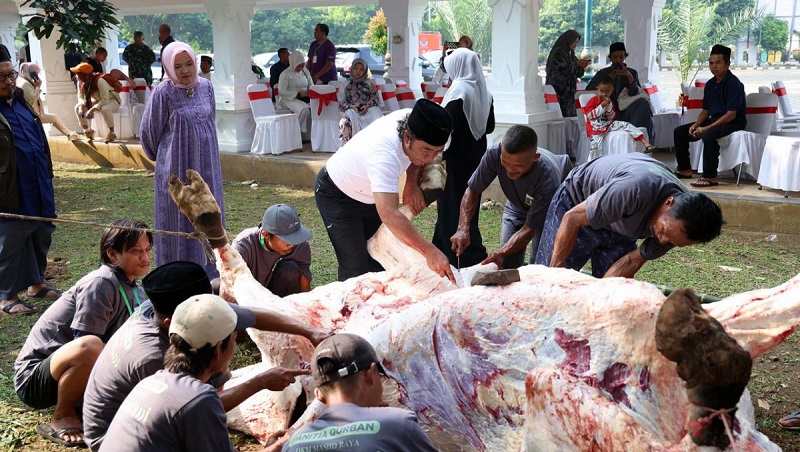 Pj Gubernur Banten, Al Muktabar menyembelih sapi kurban bantuan Presiden Jokowi. (Foto: Biro Adpim dan Protokol)