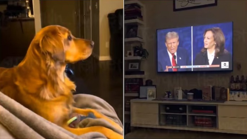 Ekspresi anjing yang viral di medsos ketika melihat debat Donald Trump vs Kamala Harris.--