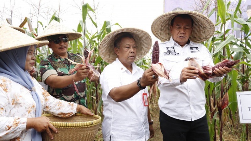 Bupati Maesyal Panen Jagung Pulut: Bangun Kedaulatan Pangan dari Desa! Bupati Tangerang Maesyal Rasyid saat panen jagung pulut di Desa Kaliasin, Kecamatan Sukamulya, Senin (12/5/2025). - Dok Pemkab Tangerang -