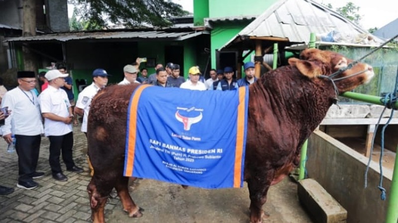 Hewan Kurban bantuan Presiden Prbowo capai 1 ton lebih. - Foto: Dok Pemkot Tangsel -