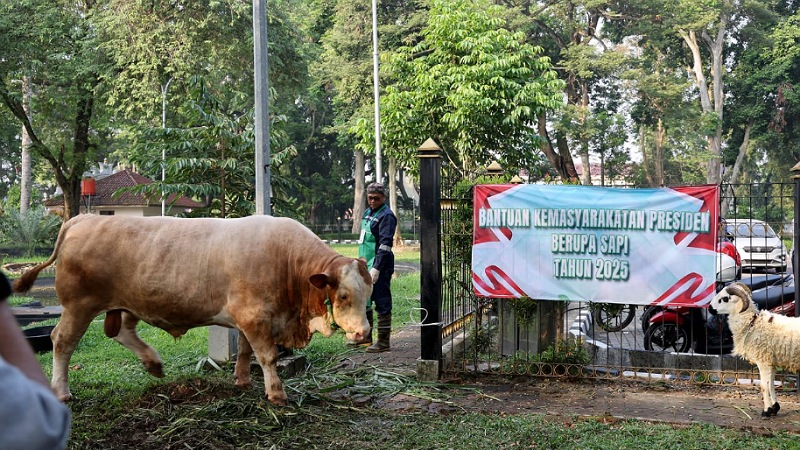 Andra Soni Serahkan Sapi Kurban Dari Presiden 1,15 Ton untuk Warga Banten Hewan kurban Sapi dari Presiden Prabowo Subianto seberat 1,15 ton untuk warga Banten - Foto: Bido Adpimpro Banten -