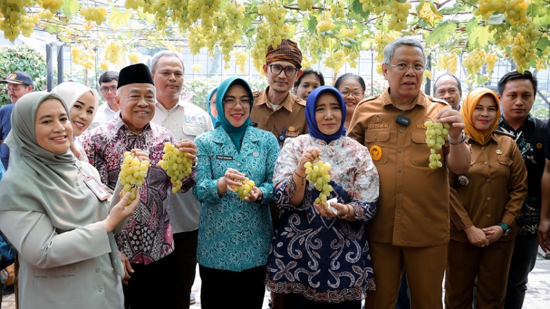 Ketua Tim Penggerak PKK Provinsi Banten, Ny. Tinawati Andra Soni, menghadiri kegiatan panen anggur varietas Ponjay Bendav di Tangsel - Biro Adpimpro Banten -