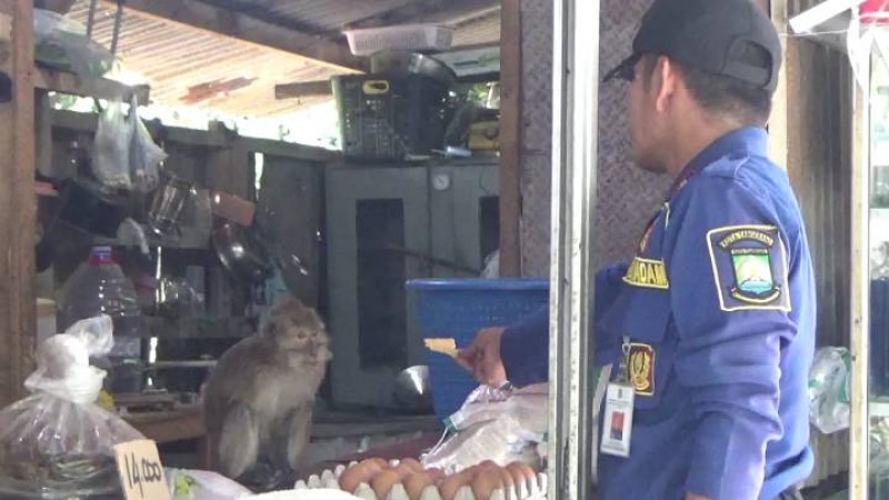 30 Menit Bikin Heboh, Monyet Liar di Cibodas Berhasil Diamankan Damkar