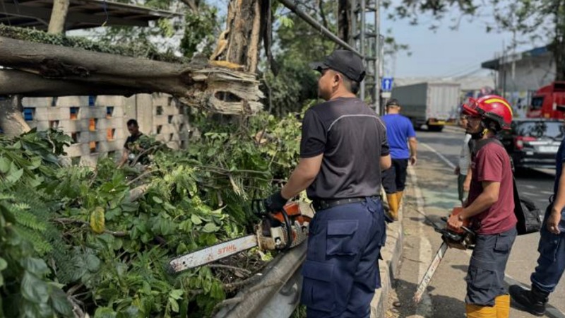 Petugas dari BPBD Kota Tangerang sedang merapihkan pohon yang terbang akit hujan disertai angin kencang - Dok Pemkot Tangerang -