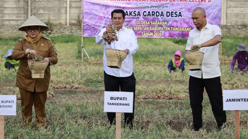 Panen bawang merah program Jaksa Garda Desa - Prokopim Tangerang -