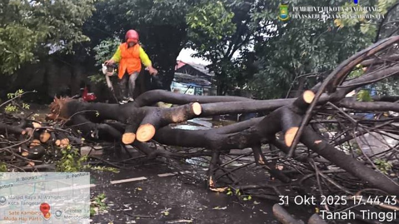 Evakuasi Kilat Pohon Tumbang Usai Hujan Deras di Kota Tangerang! Petugas gabunganPemkot Tangerang membersihkan phon tumbang usai hujan deras. - Dok Pemkot Tangerang -