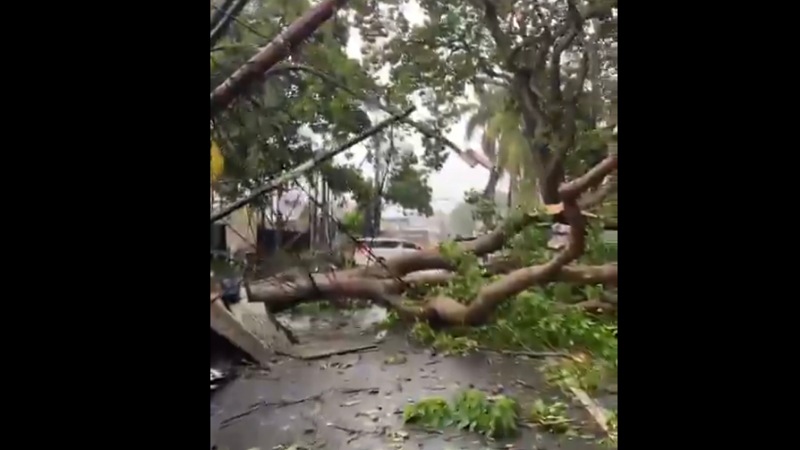 Mengerikan! Pohon Bertumbangan di Jalan Jombang Raya!