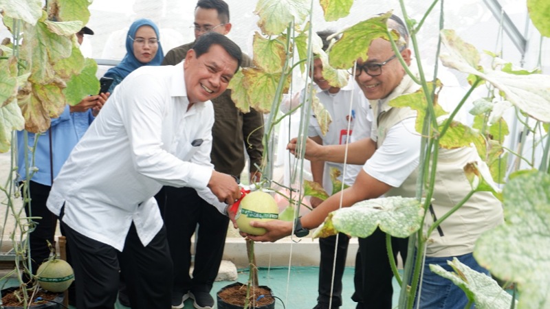 Bupati Tangerang Moch. Maesyal Rasyid memimpin panen perdana melon, hasil kolaborasi Pemerintah Desa Sodong dengan PT PLN (Persero) Unit Induk Pembangunan Jawa Bagian Barat - Prokopim Tangerang -