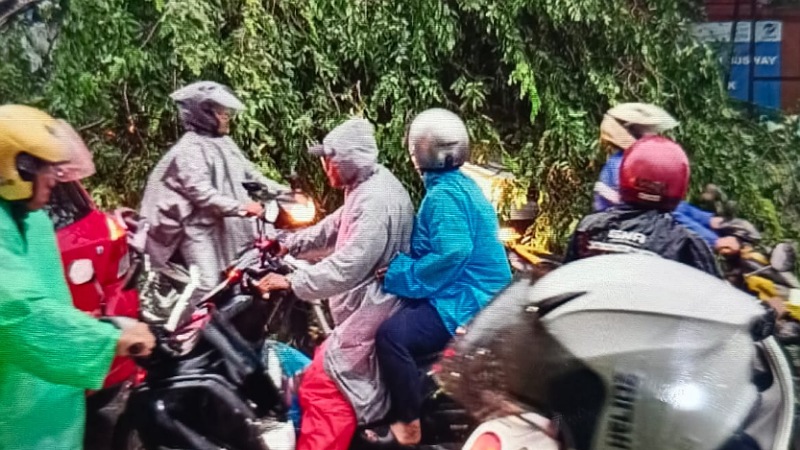 Kemacetan terjadi akibat pohon tumbang imbas dari hujan dan angin kencang yang melanda Tangerang Selatan - Repro -