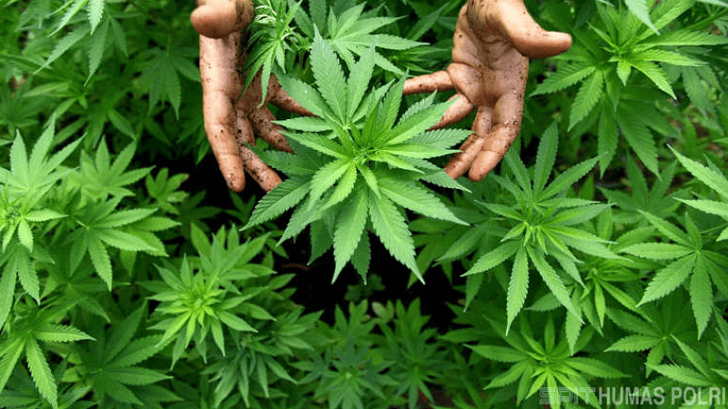 Bisnis Ganja Lewat Medsos Terbongkar! Polres Serang Ringkus Tiga Bandar, Barbuk 14 Kg