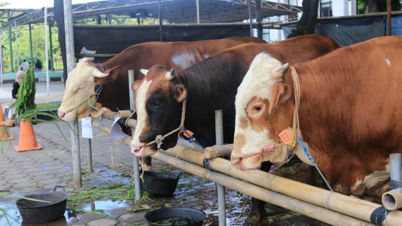 Daging Kurban Bau Prengus dan Alot? Begini Cara Mengolahnya Biar Empuk dan Lezat!