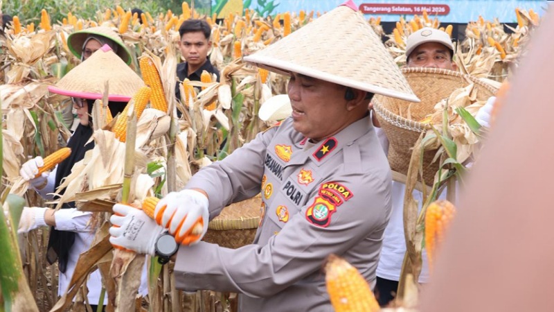 Polda Metro Jaya Panen 3 Ton Jagung di Cisauk! Polri Kawal Ketahanan Pangan