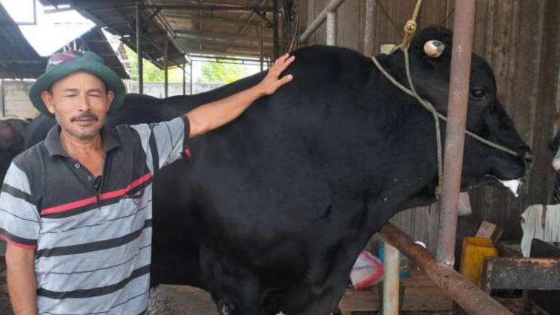 Prabowo Kurban Sapi 1,1 Ton di Kota Tangerang, “Sambo” Dibeli Rp122 Juta