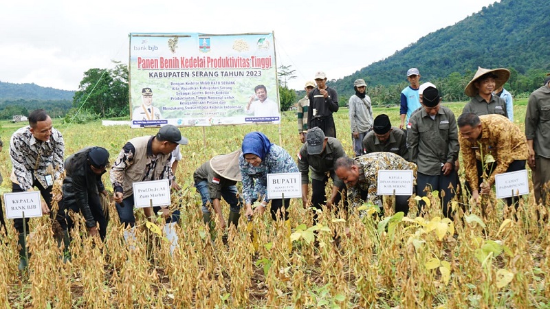 Panen kedelai varietas unggul yang diberi nama Migo Ratu Serang di Kecamatan Padarincang/Ist