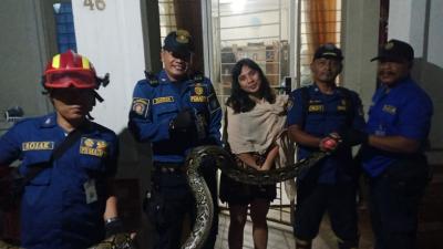 Petugas dari UPT Damkar Cileduk mengamankan Ular Sanca sepanjang 3 meter yang masuk rumah warga. - Pemkot Tangerang -