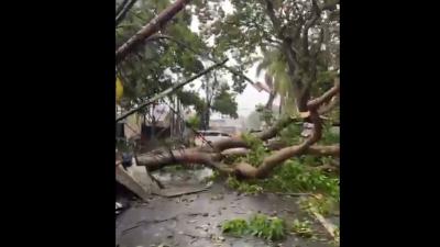 Pohon tumbang di jalan Jombang Raya Tangsel - Repro -
